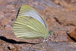 Image of Southern Small White