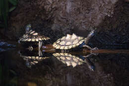 Image of Ringed Map Turtle