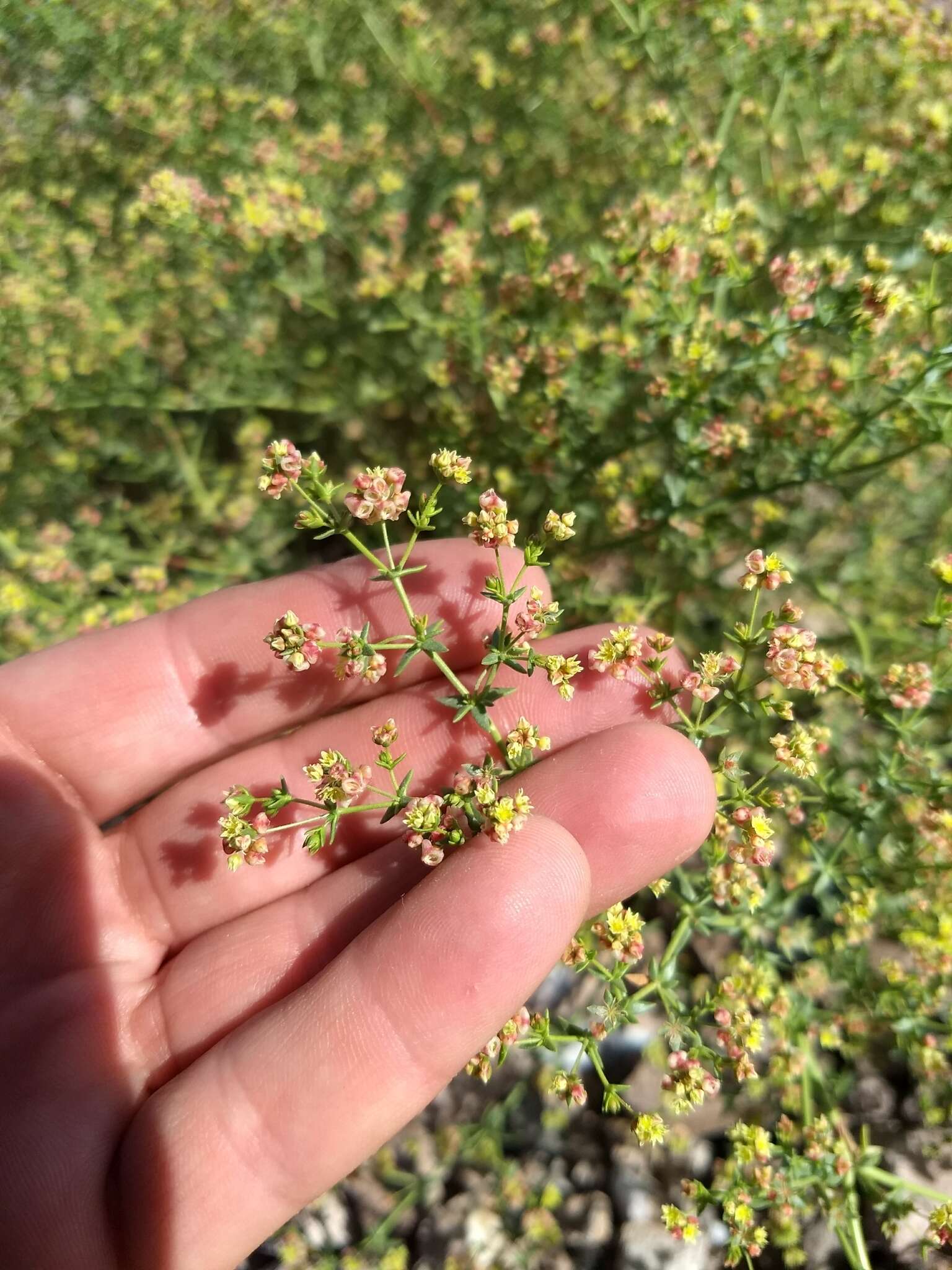 Image of Eriogonum galioides I M. Johnst.