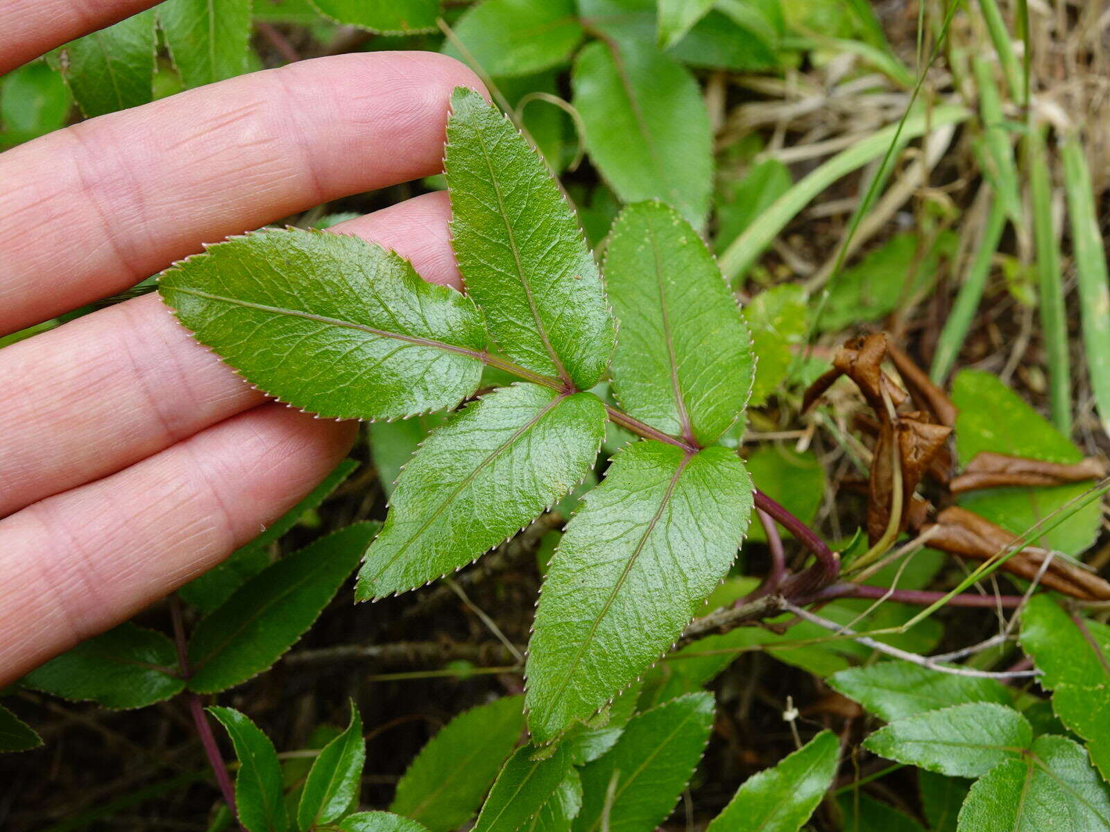 Scandia rosifolia (Hook.) J. W. Dawson resmi