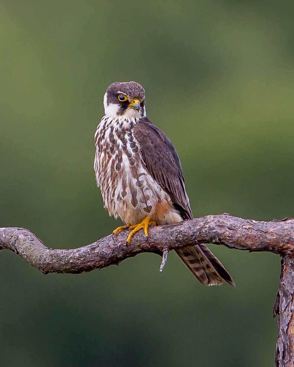 Image of Eurasian Hobby