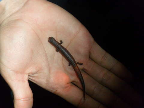 Image of Nauta Salamander