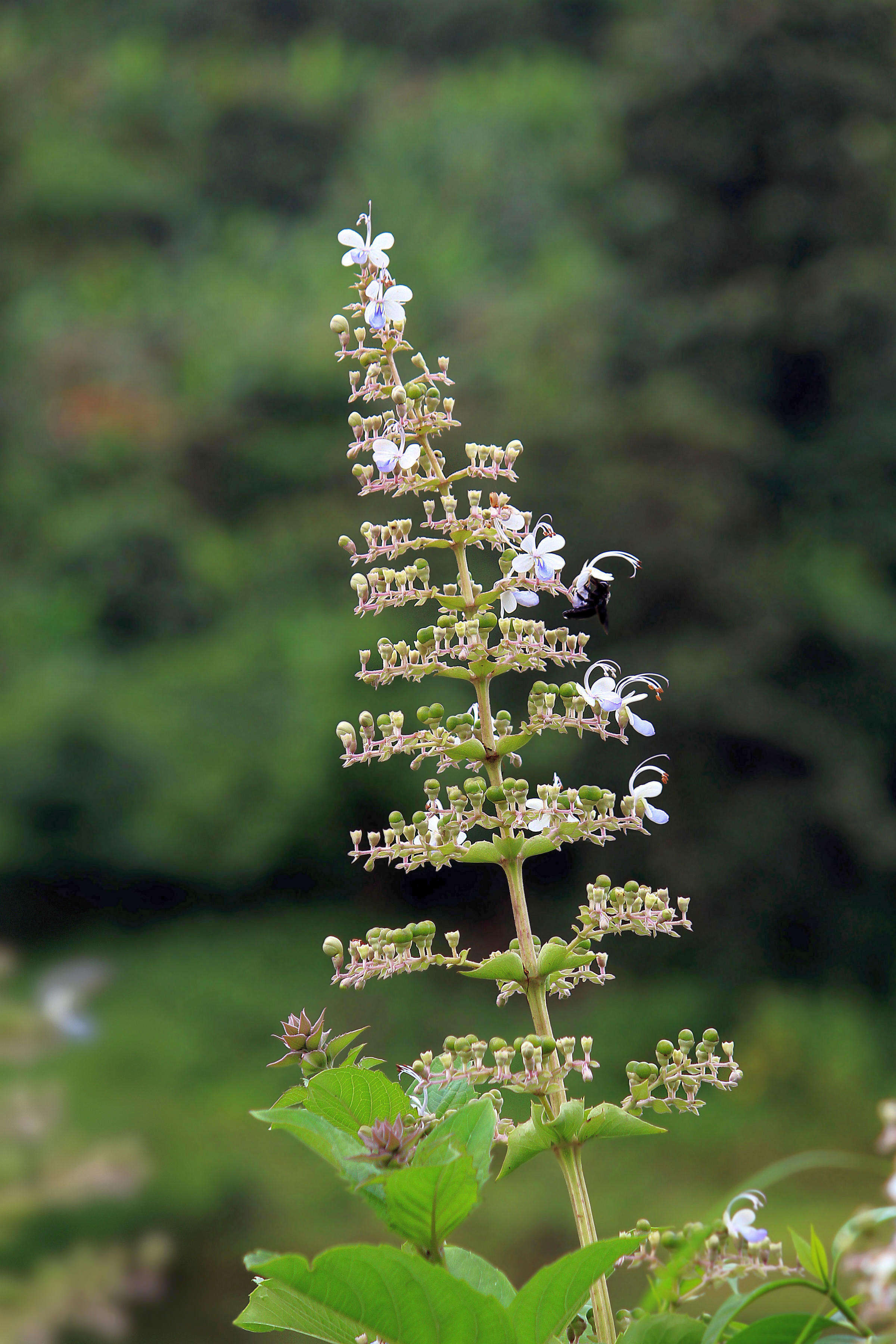 Слика од Rotheca serrata (L.) Steane & Mabb.