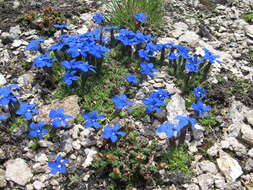 Image of Gentiana terglouensis subsp. schleicheri (Vacc.) Tutin