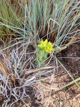 Image of <i>Leobordea foliosa</i>