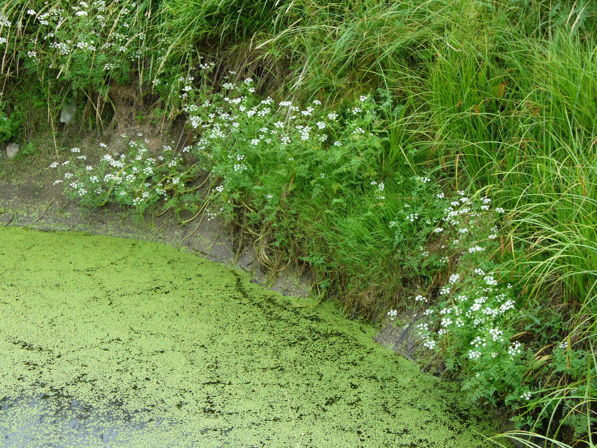 Imagem de Oenanthe aquatica (L.) Poir.