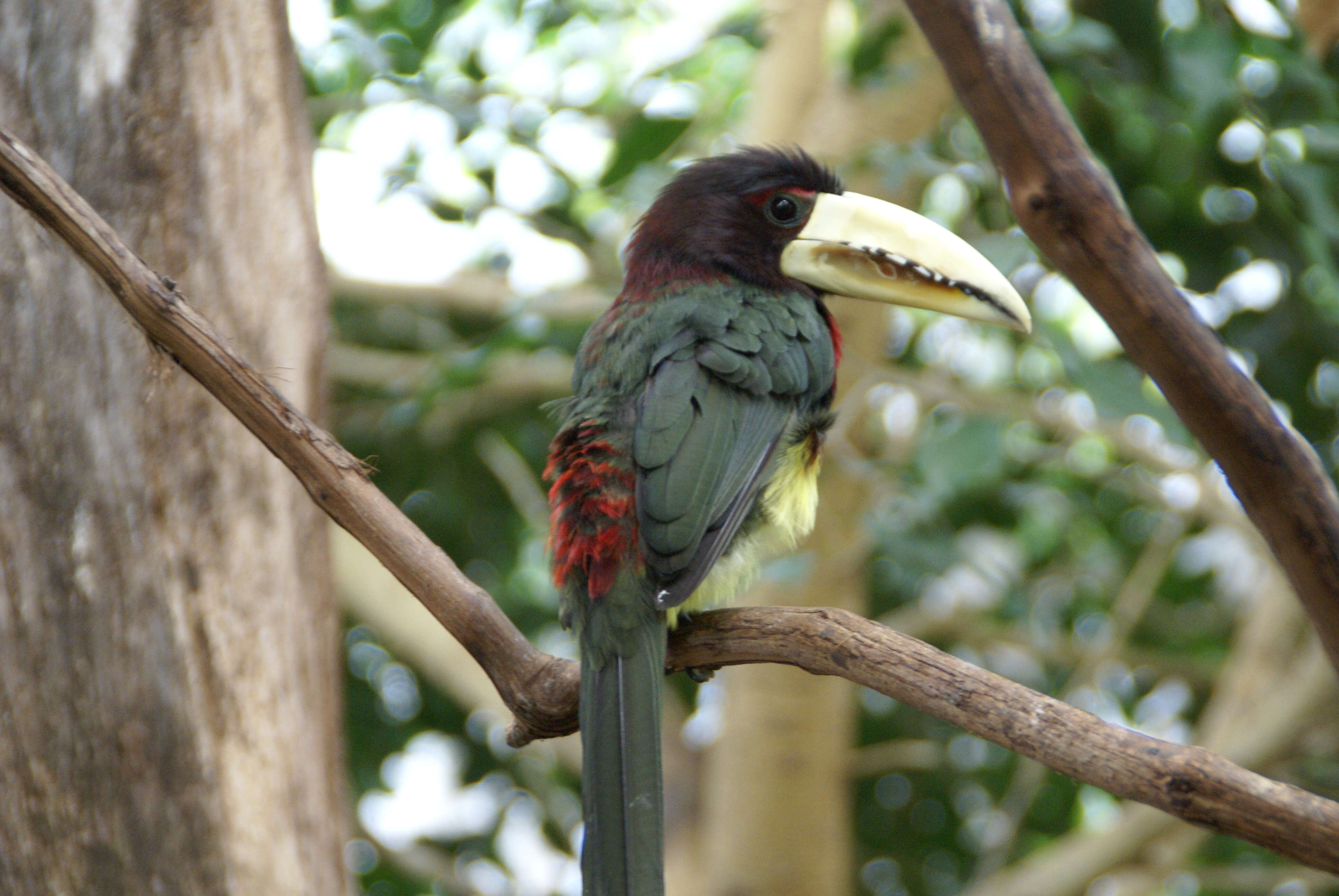 Image of Ivory-billed Aracari