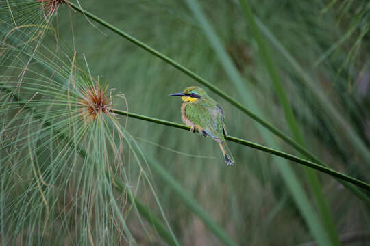 Image of Blue-breasted Bee-eater