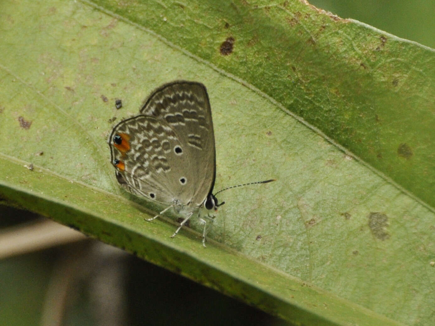 Image de Anthene lunulata (Trimen 1894)