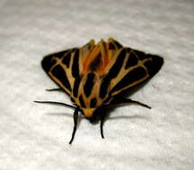 Image of Harnessed Tiger Moth