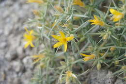 Image of Torrey's blazingstar