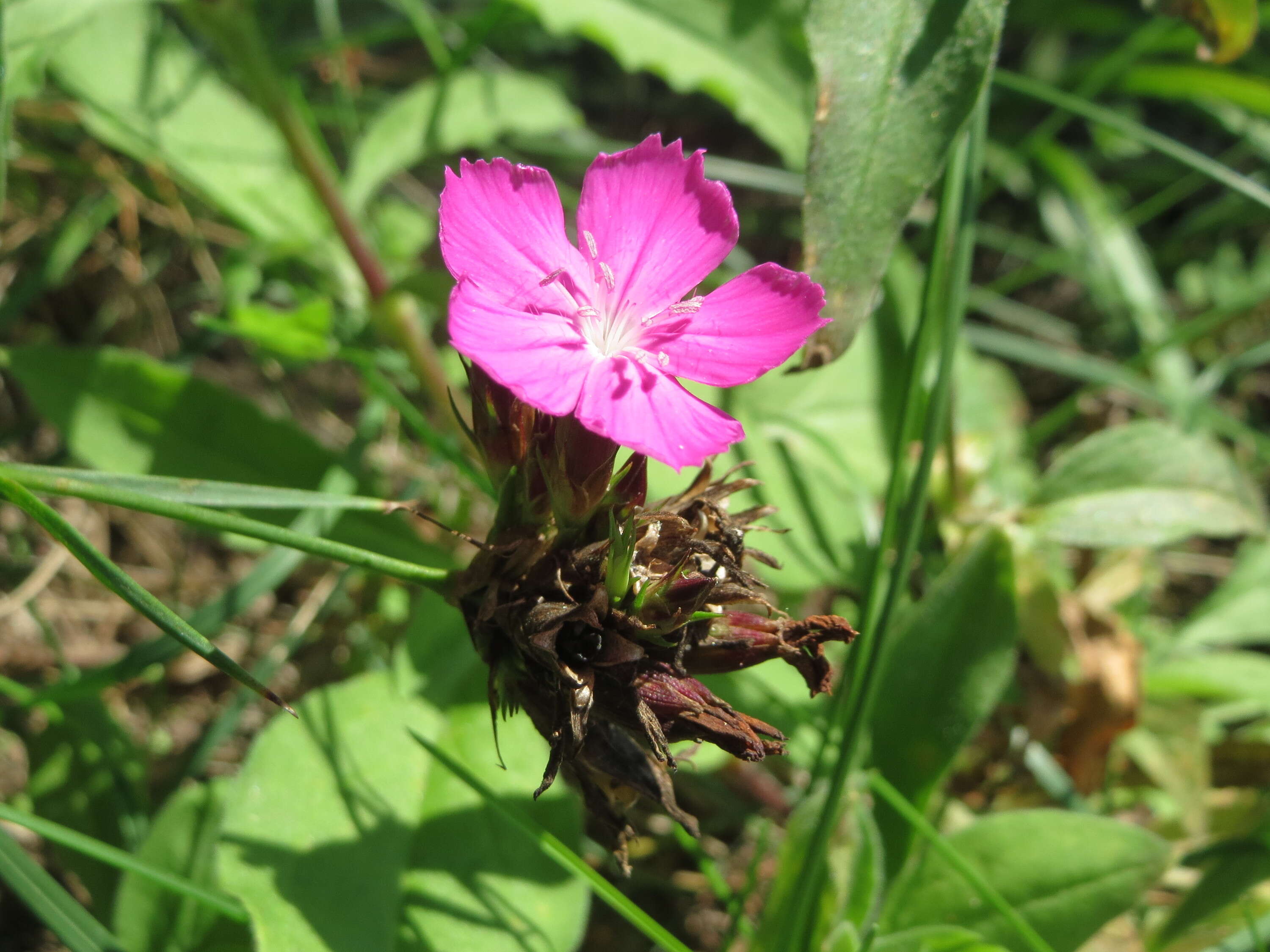 Image of carthusian pink