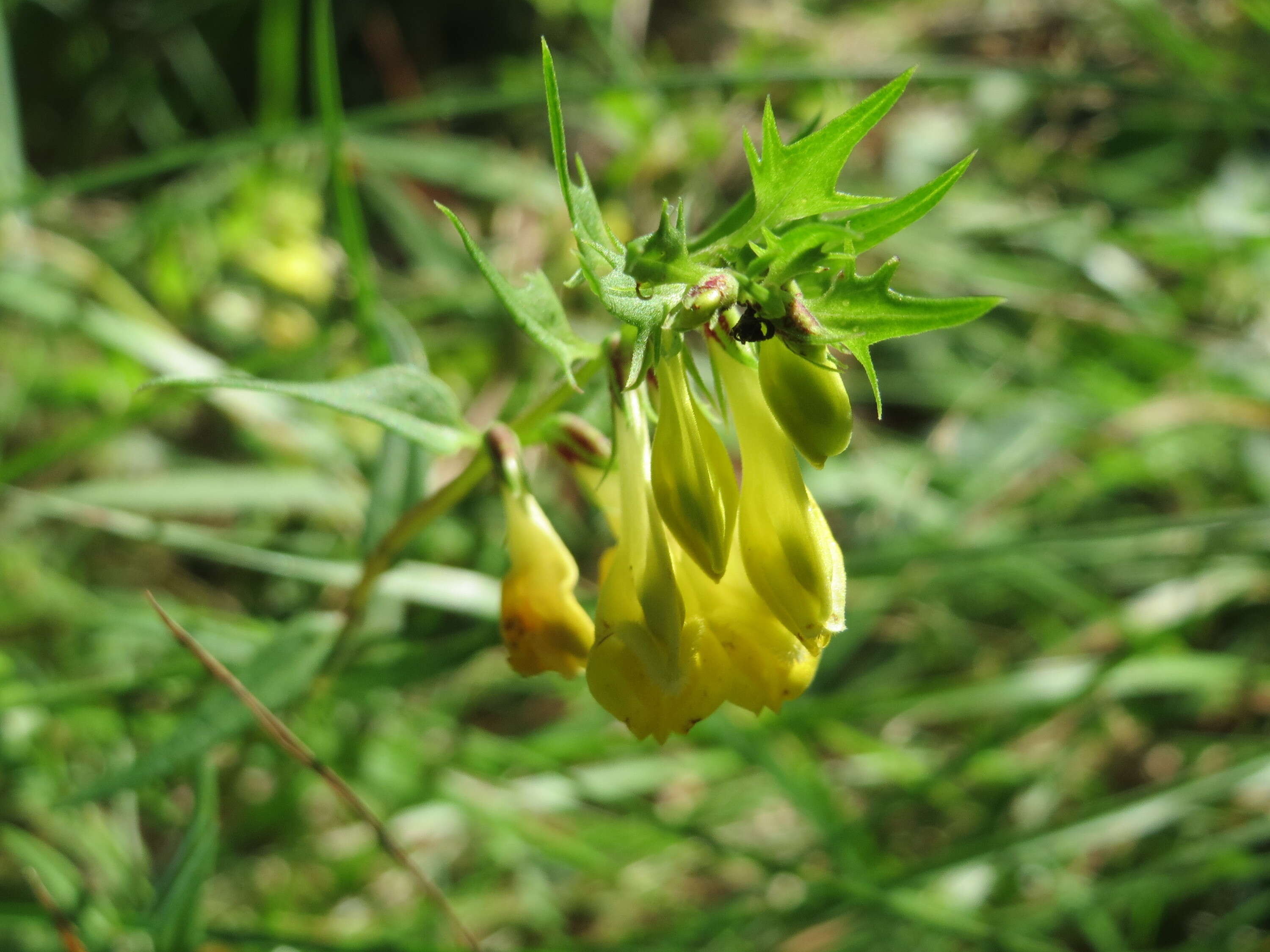 Image of common cow-wheat