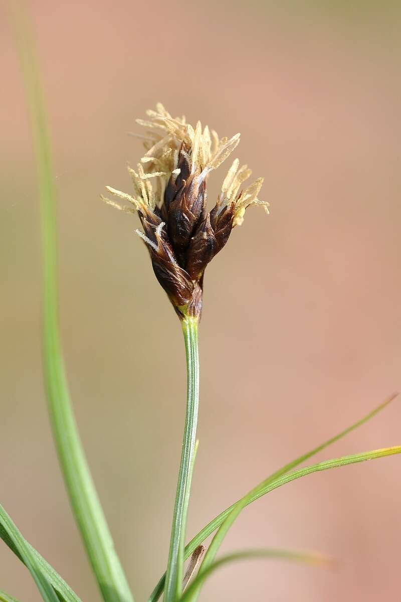 Carex pachystylis J. Gay的圖片