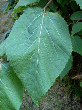 Image of Basswood