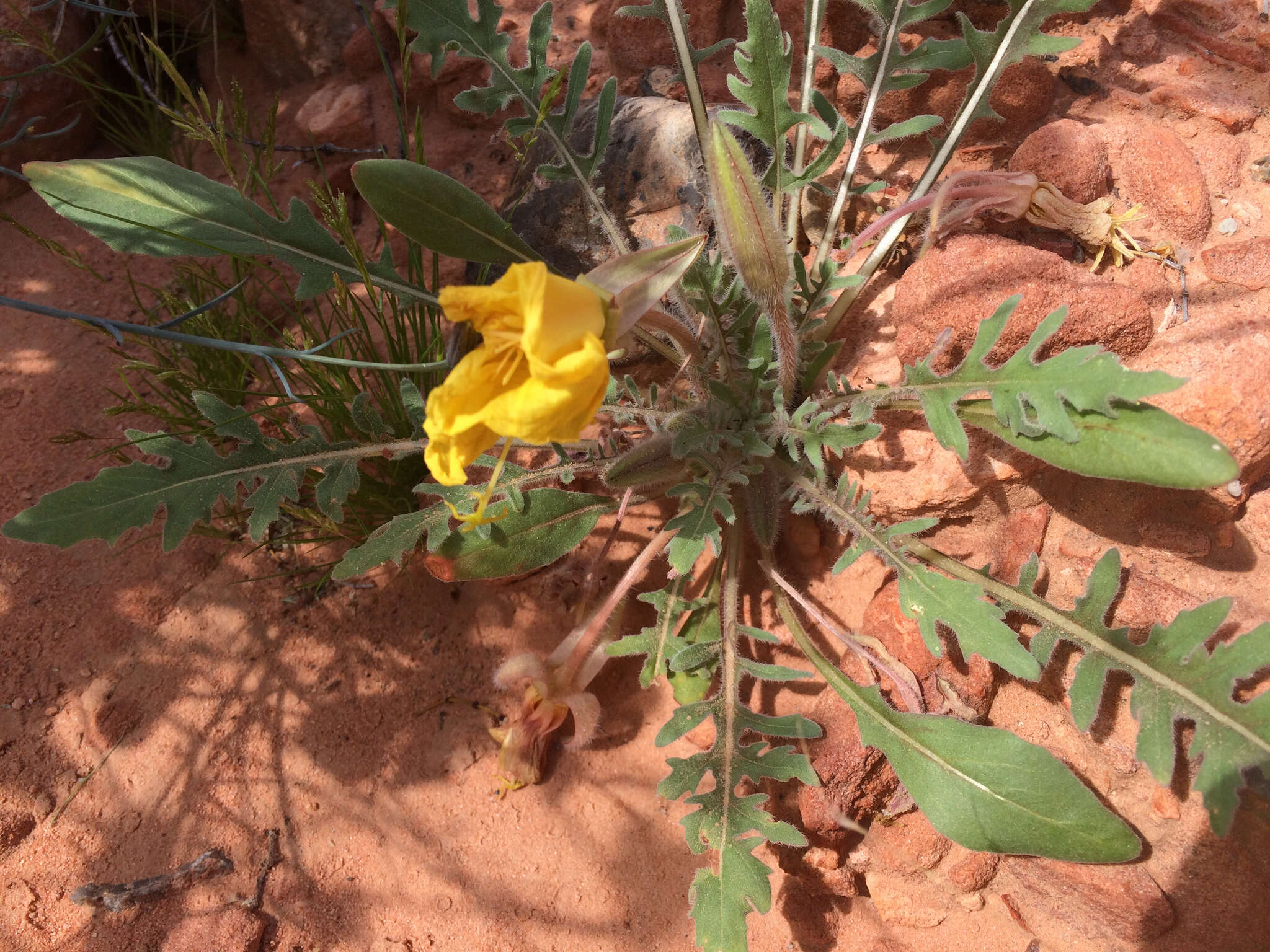 Imagem de Oenothera primiveris subsp. bufonis (M. E. Jones) Munz