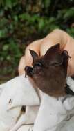 Image of Ridley's Leaf-nosed Bat