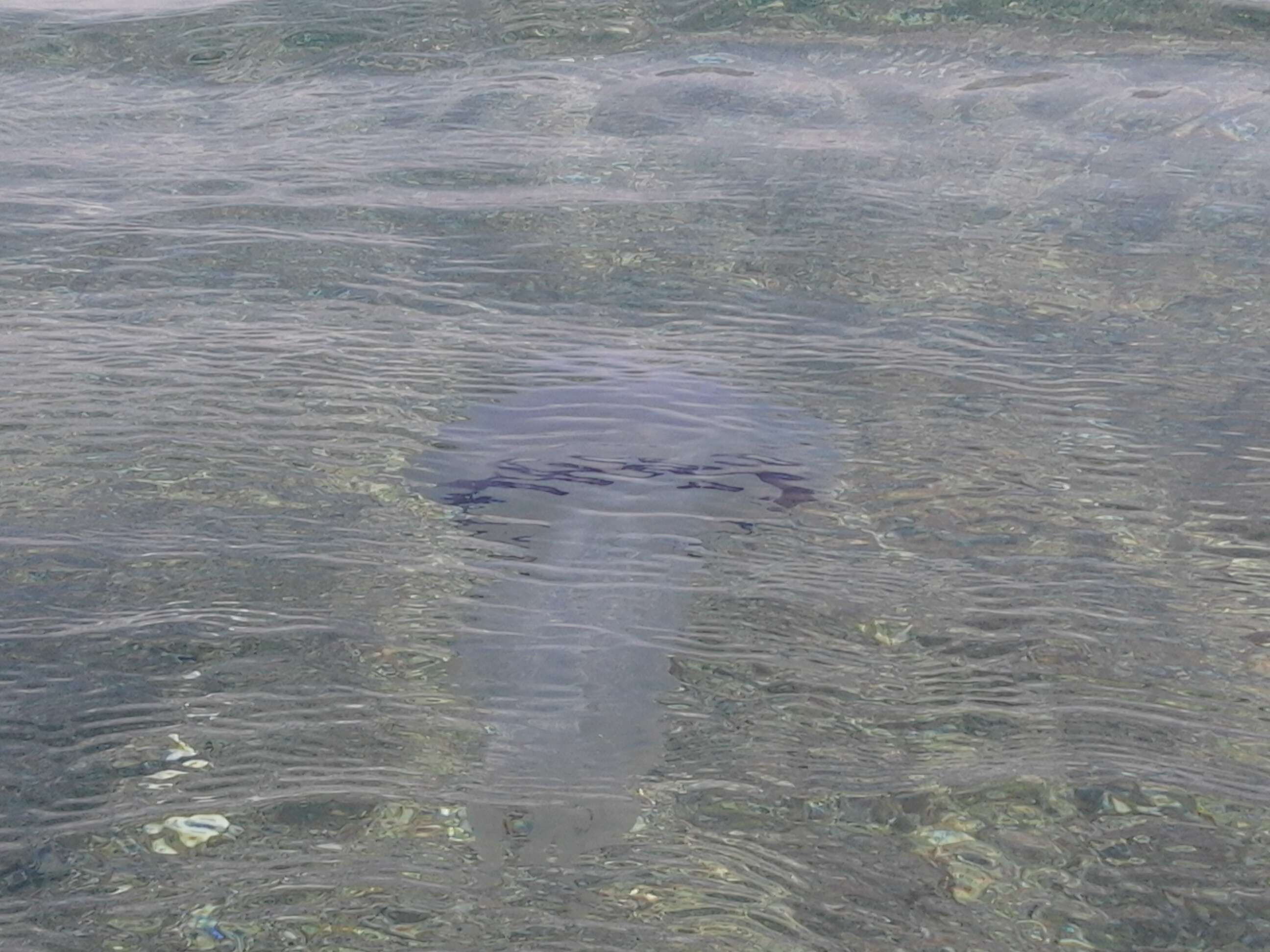 Image of barrel jellyfish