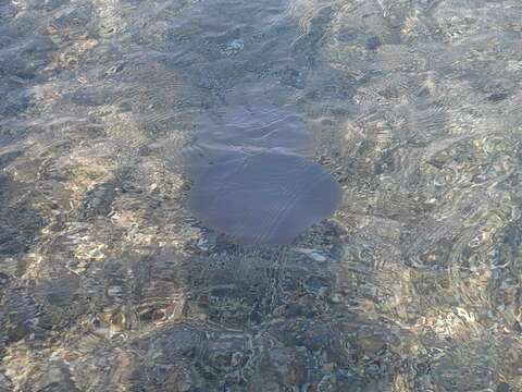 Image of barrel jellyfish