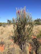 Image of Hakea francisiana F. Müll.