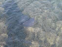 Image of barrel jellyfish