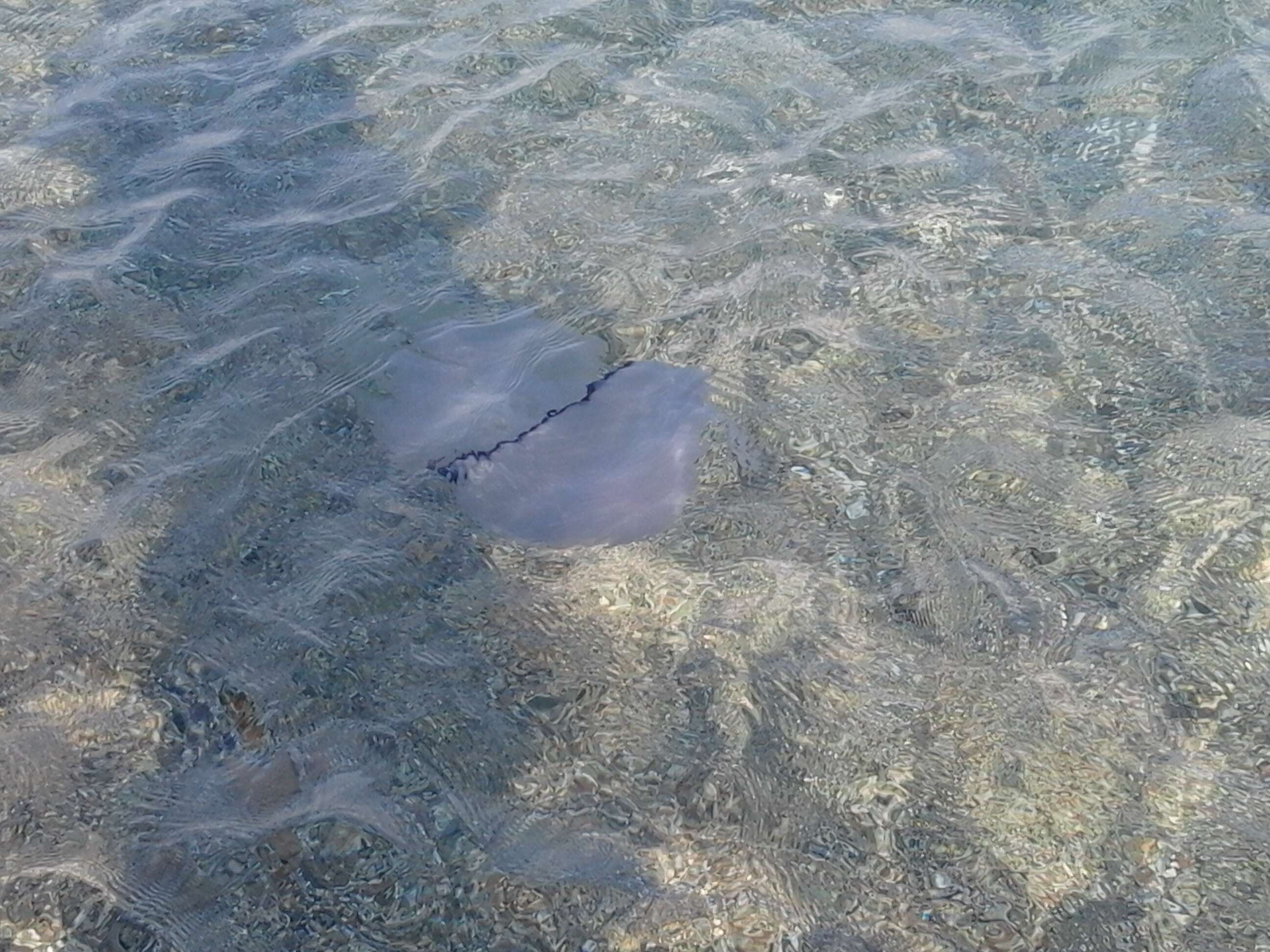 Image of barrel jellyfish