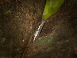 Image of Highland Forest Skink