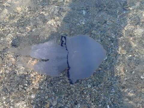 Image of barrel jellyfish