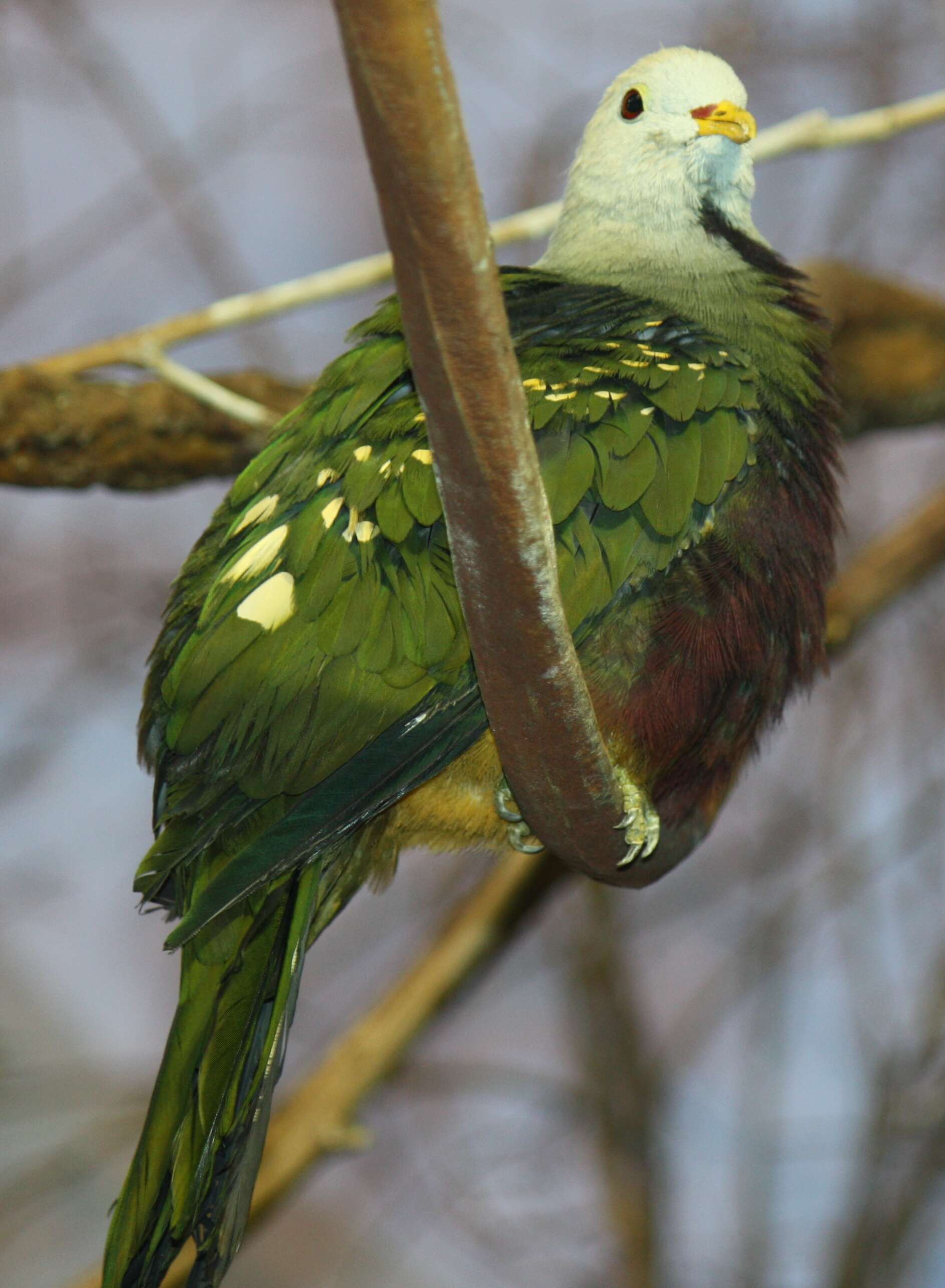 Image of Wompoo Fruit Dove