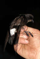 Image of British Storm Petrel