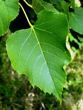 Image of Tilia chingiana Hu & Cheng