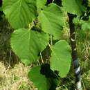 Image of Tilia chingiana Hu & Cheng