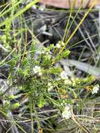 Image of Baeckea diosmifolia Rudge