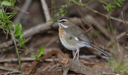 Image of Bearded Scrub Robin