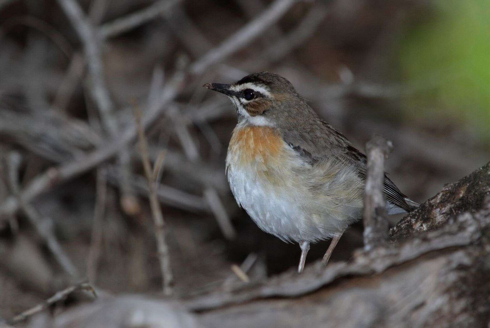 Image of Bearded Scrub Robin