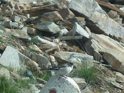 Image of Snowfinch