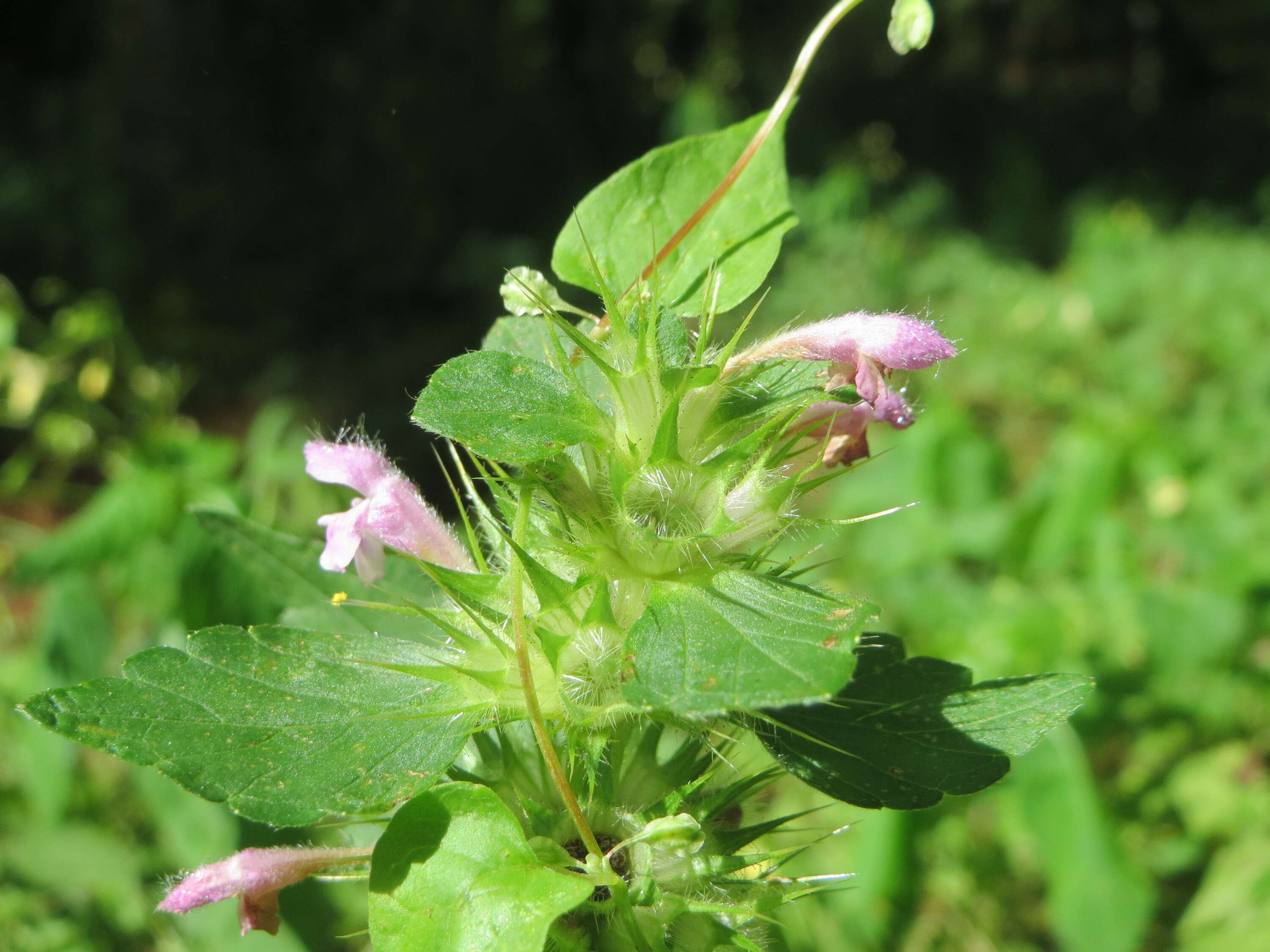 Image of Common hemp nettle