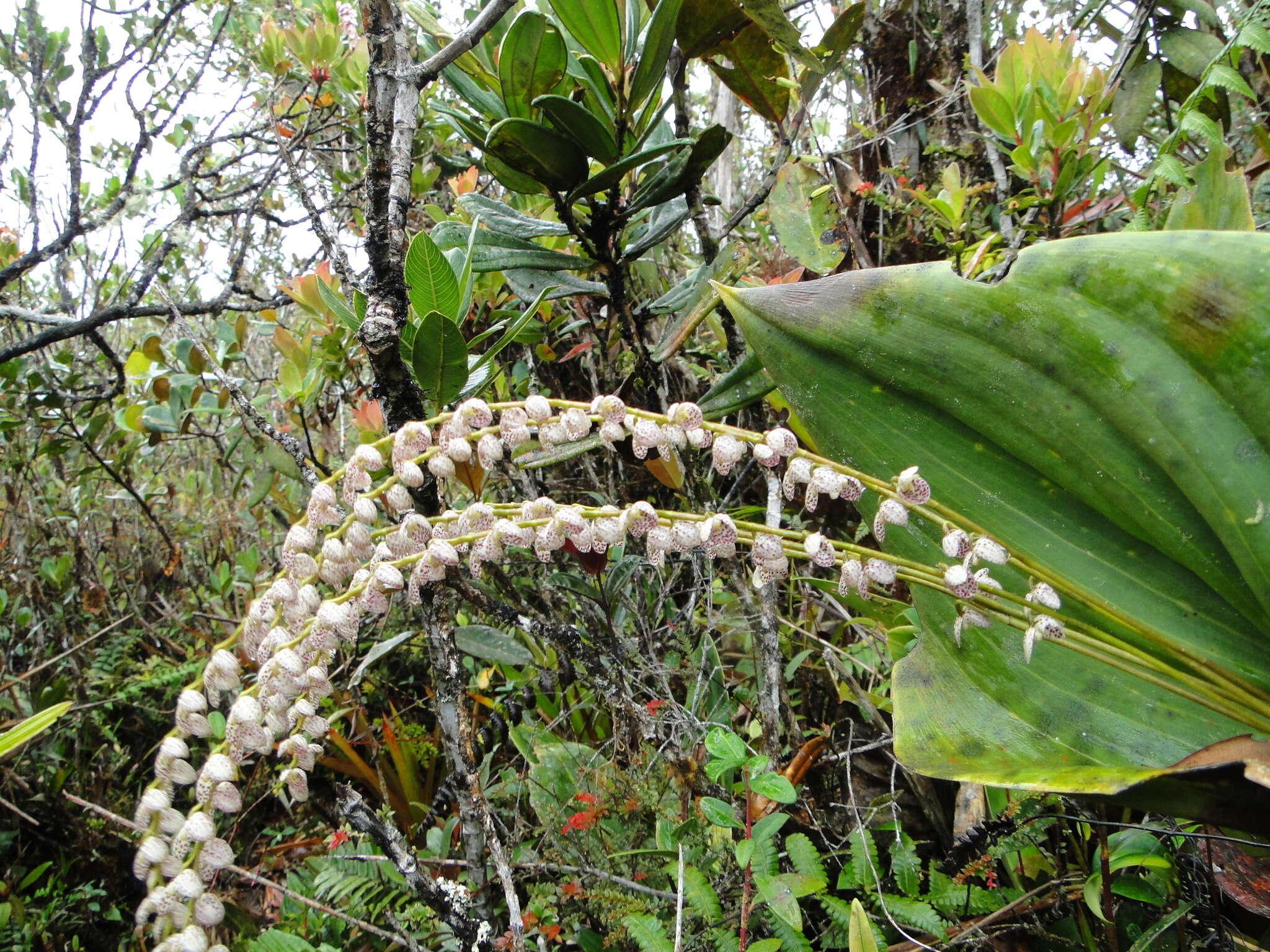 Image of Pleurothallis colossus Kraenzl. ex Kerch.