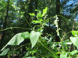 Plancia ëd Fallopia convolvulus (L.) A. Löve