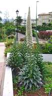 Слика од Echium simplex DC.