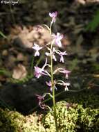 Sivun Orchis anatolica Boiss. kuva