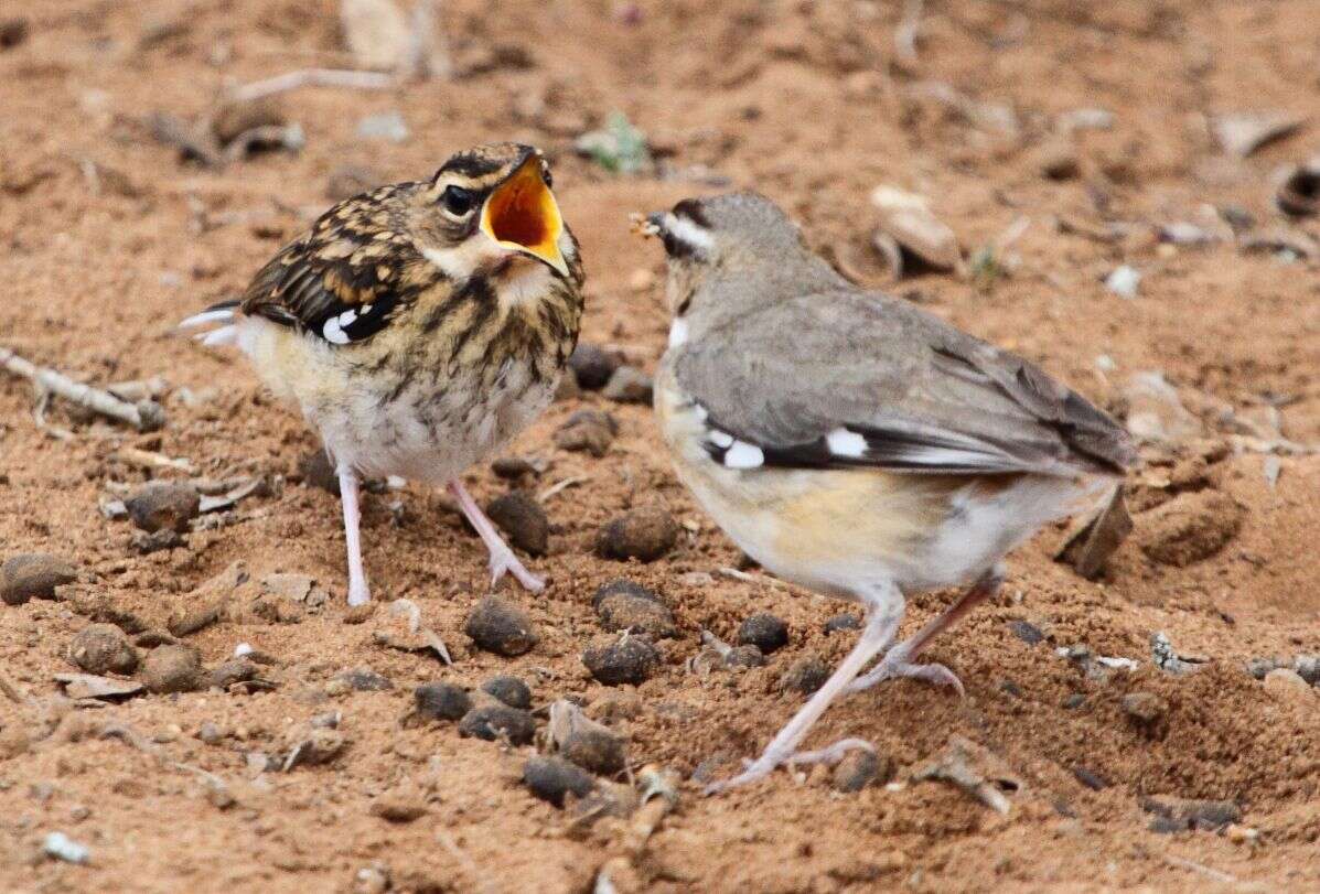 Image of Bearded Scrub Robin