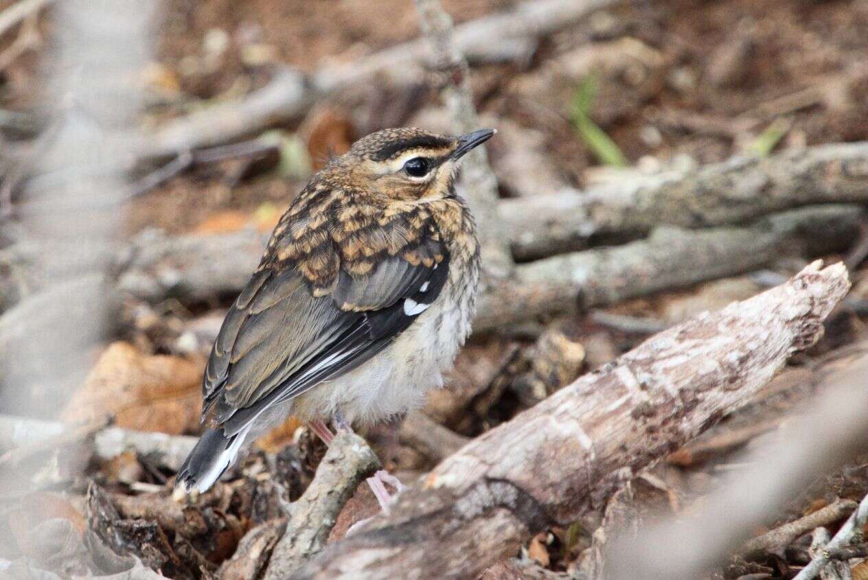 Image of Bearded Scrub Robin