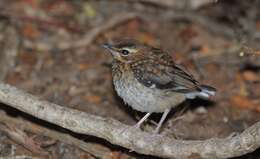 Image of Bearded Scrub Robin