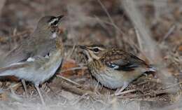 Image of Bearded Scrub Robin