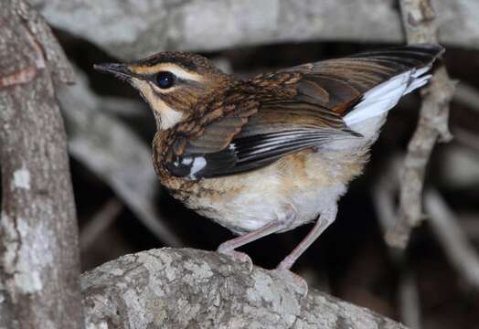 Image of Bearded Scrub Robin