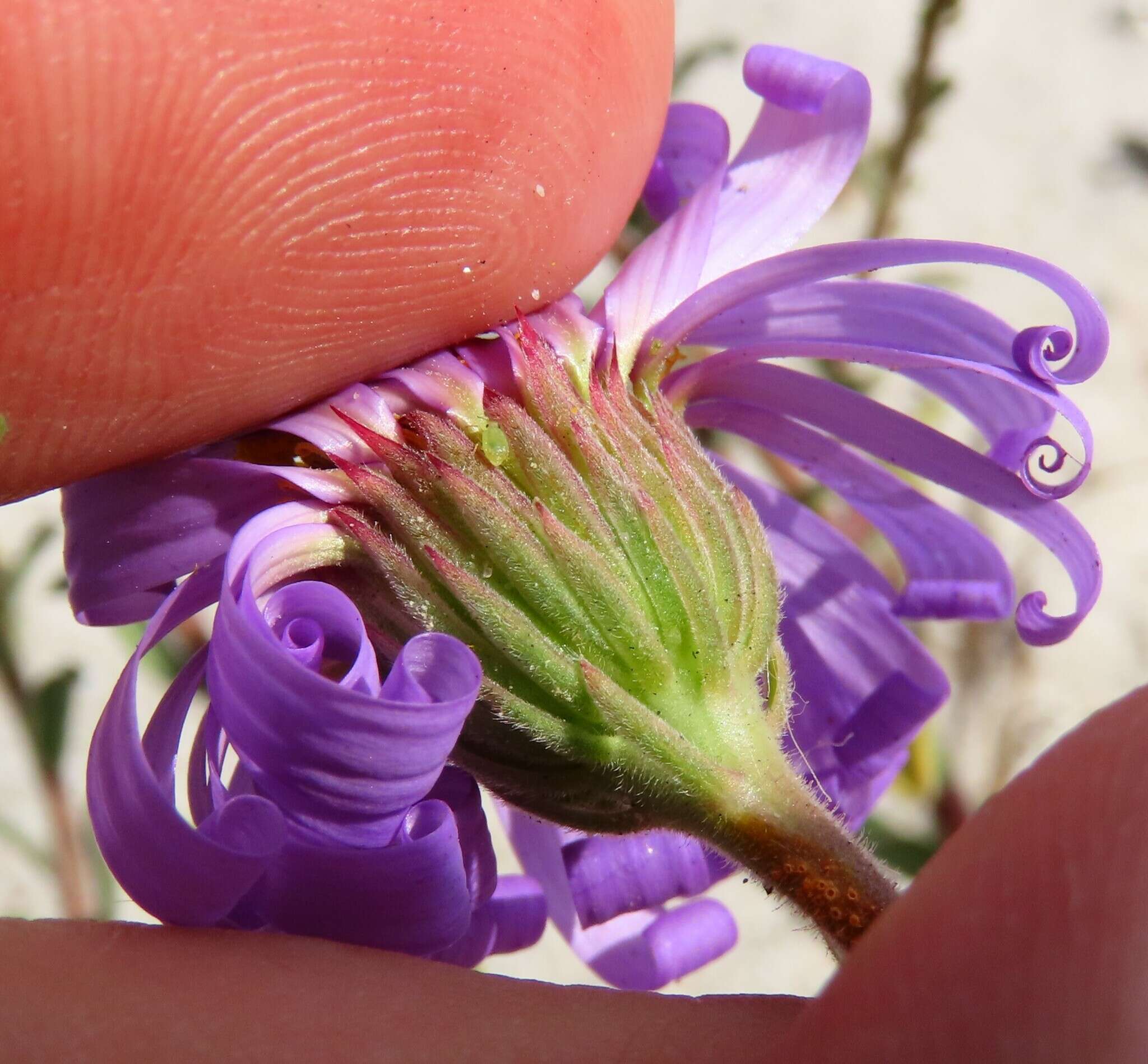 Image of Amellus asteroides (L.) Druce