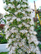 Image of Echium simplex DC.