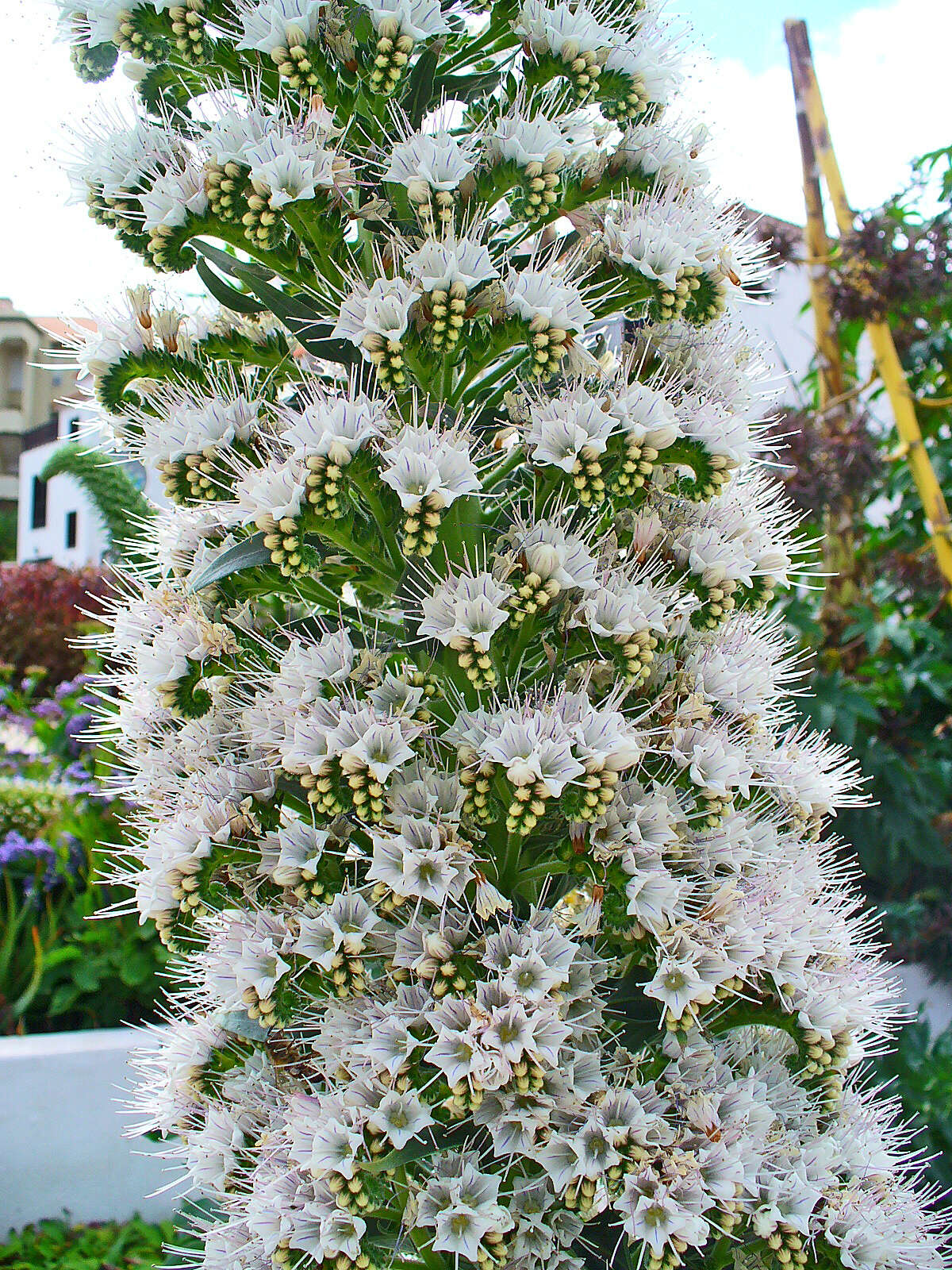 Image of Echium simplex DC.