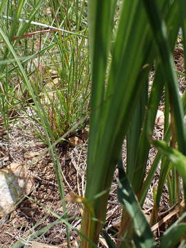 Imagem de Kniphofia galpinii Baker